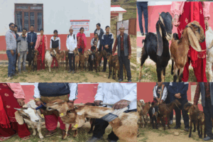 अपाङ्गता तथा विपन्न व्यक्तिहरूलाई बाख्रा वितरण।